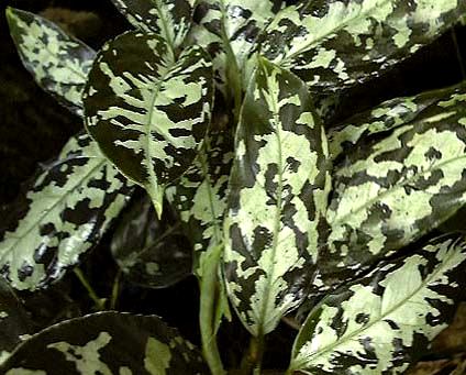 آگلونما پیکتوم